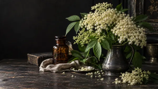 Elderflower herb