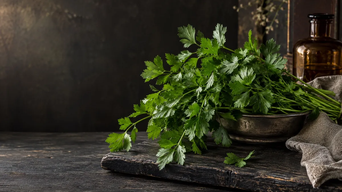 Parsley (Petroselinum crispum) — photograph of the herb