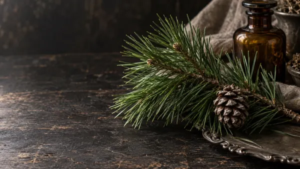 Pine herb