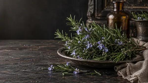 Rosemary herb