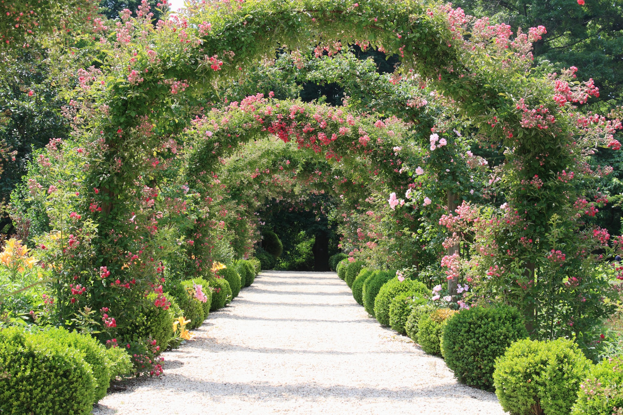 An English rose arbor arching over a garden path